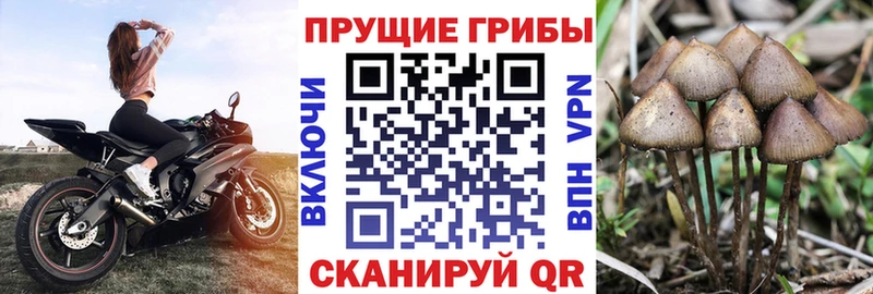 hydra ССЫЛКА  Мглин  Галлюциногенные грибы мицелий  дарнет шоп 